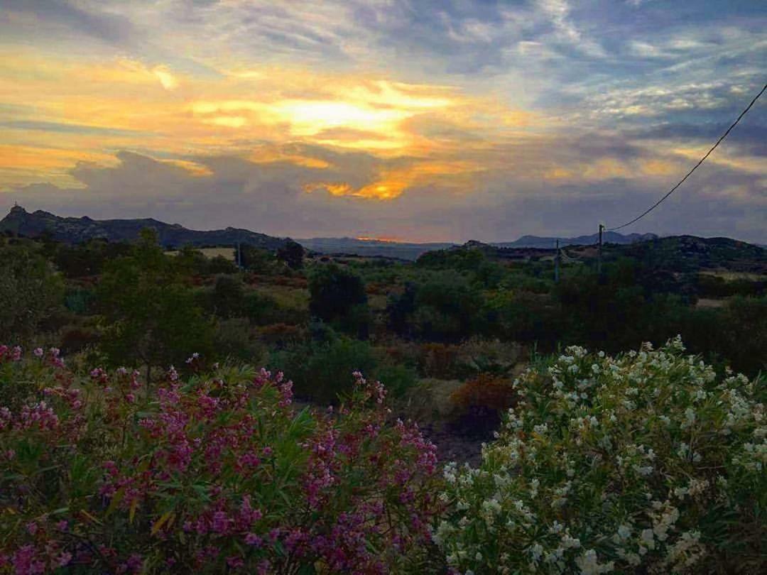Farm Stay Gli Oleandri Loiri Porto San Paolo Exterior photo